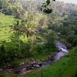 Sayan Valley, Bali<br />photo credit: Trapped in a Suit/flickr.com